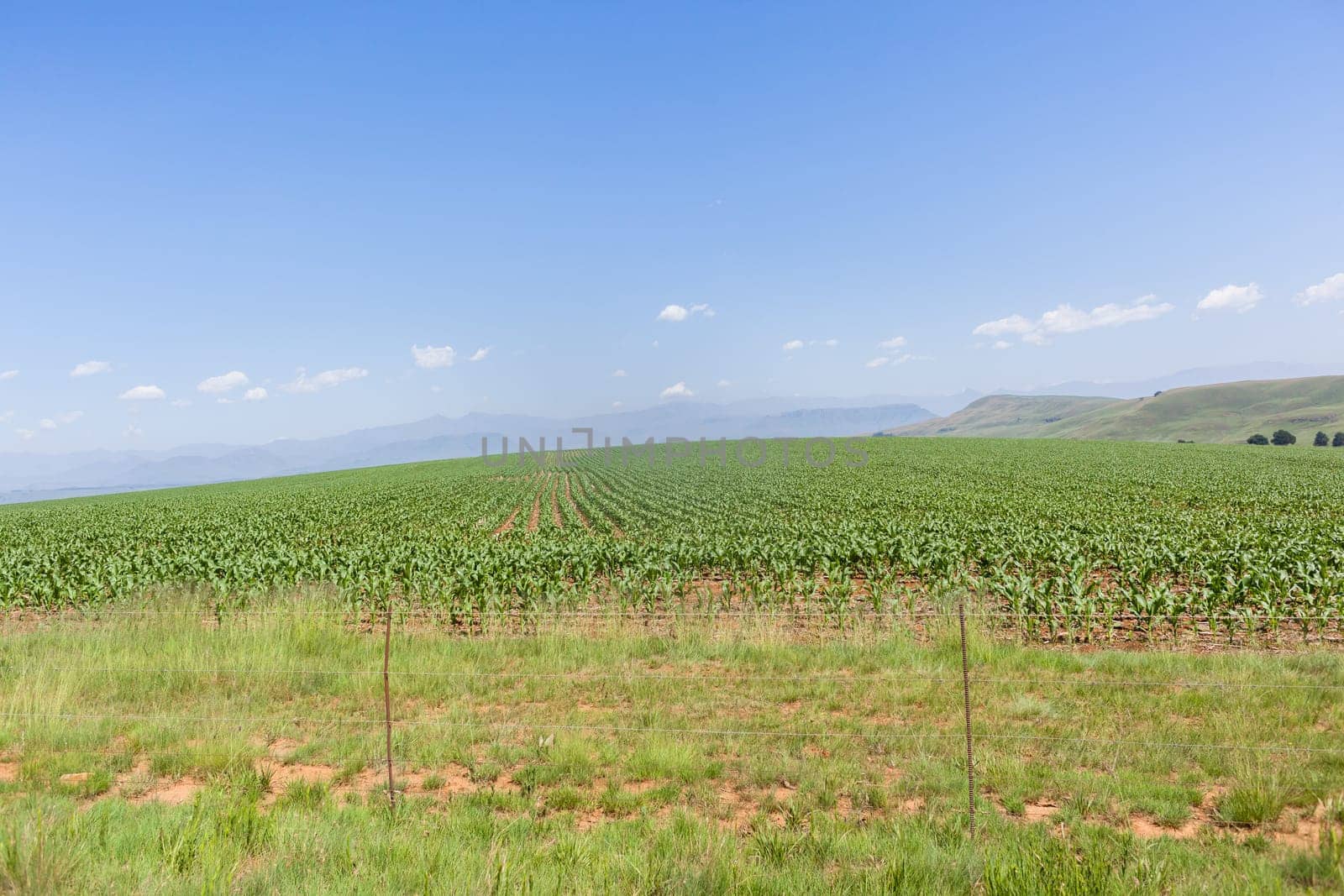 Farming young food crops of maize corn planted with water sprinklers summer field landscape.