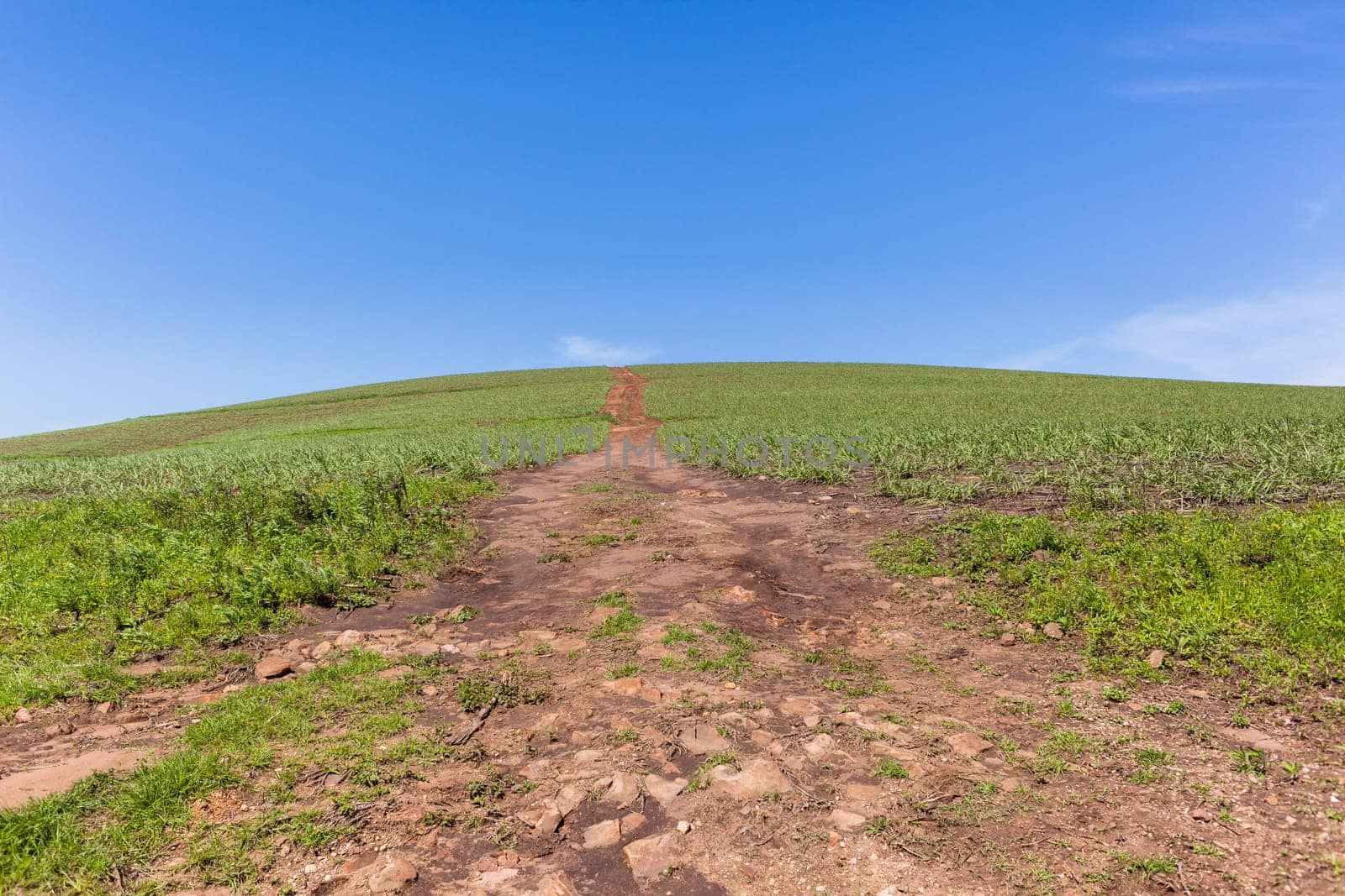 Hillside farming crops dirt path summer blue scenic landscape.