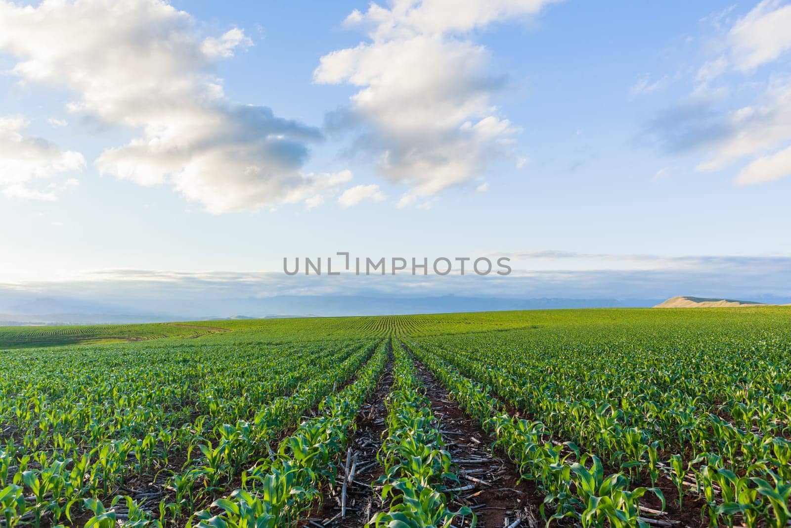 Maize corn field young food crops planted over summer farming landscape