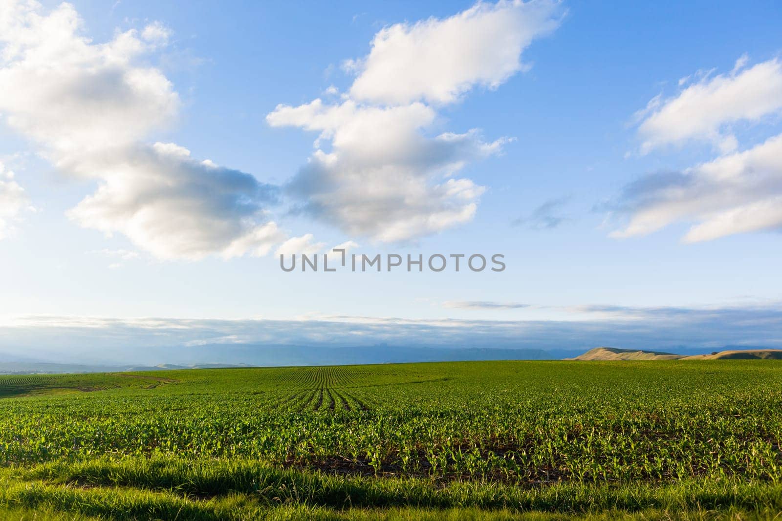 Maize corn field young food crops planted over summer farming landscape