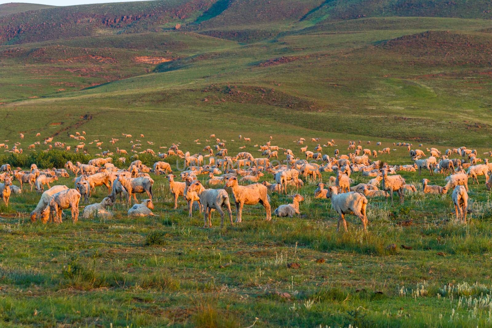 Sheep herd of farming animals late afternoon  mountains summer landscape.