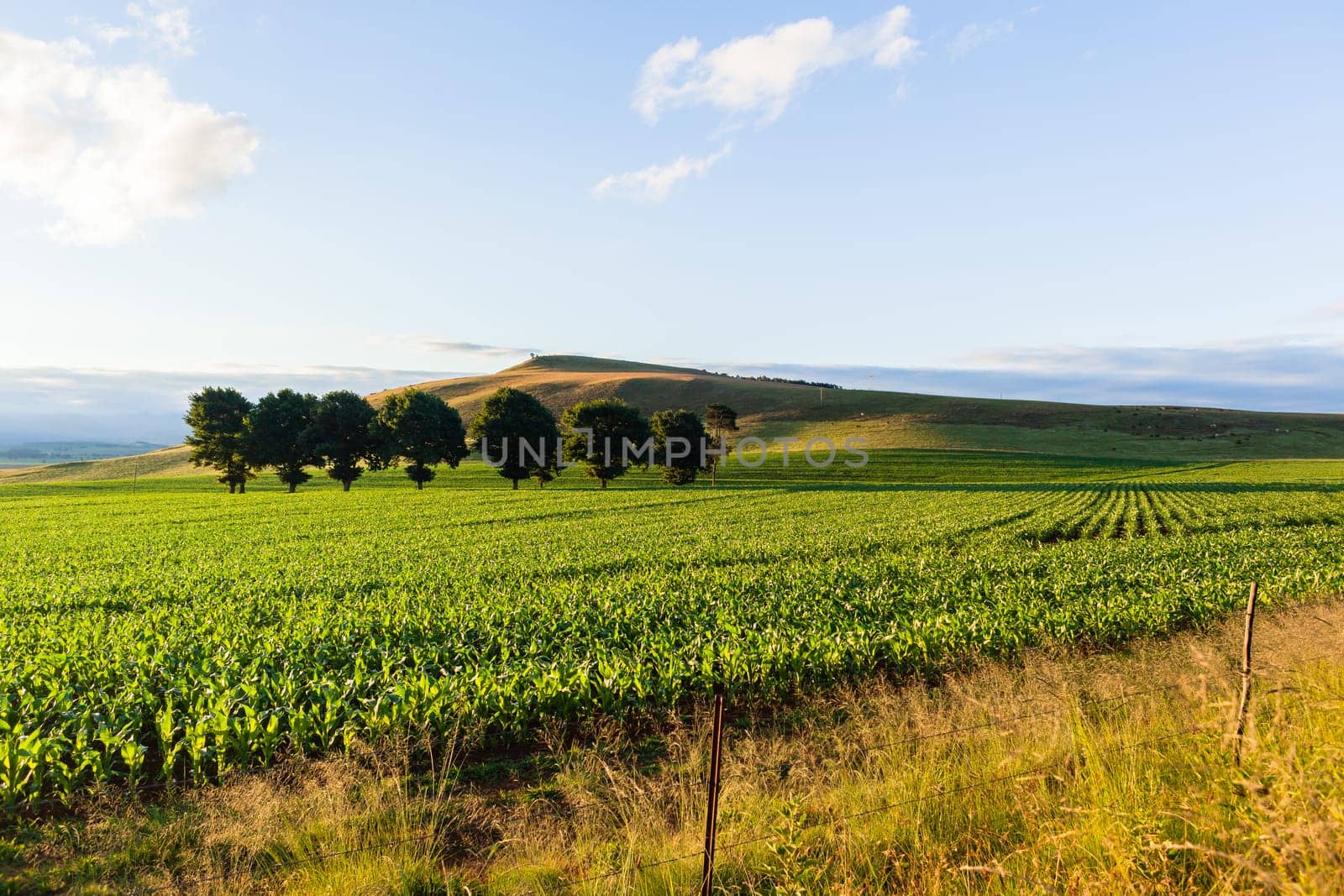 Maize corn field young food crops planted over summer farming landscape