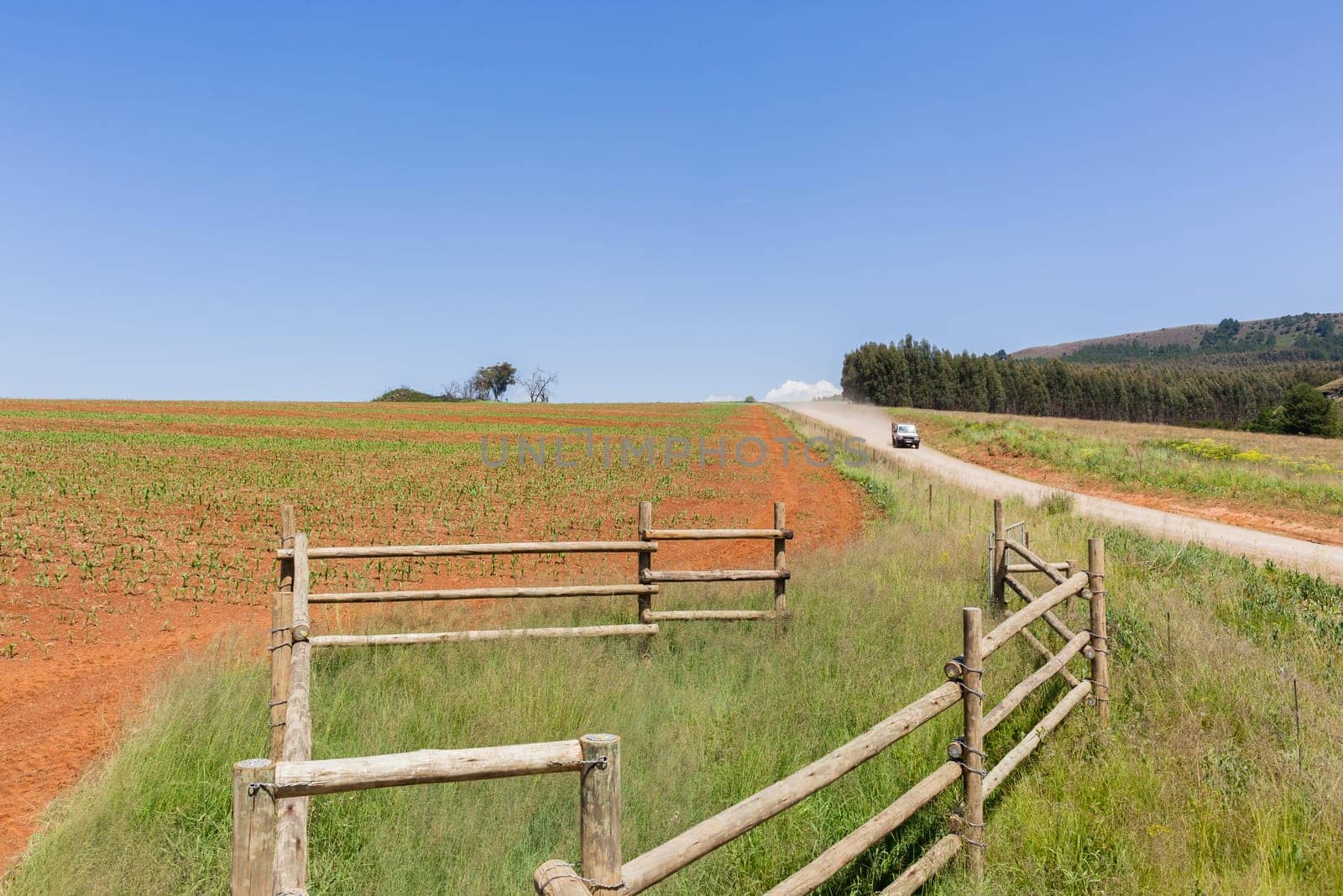 Farming young food crops of maize corn planted with water sprinklers summer field landscape.