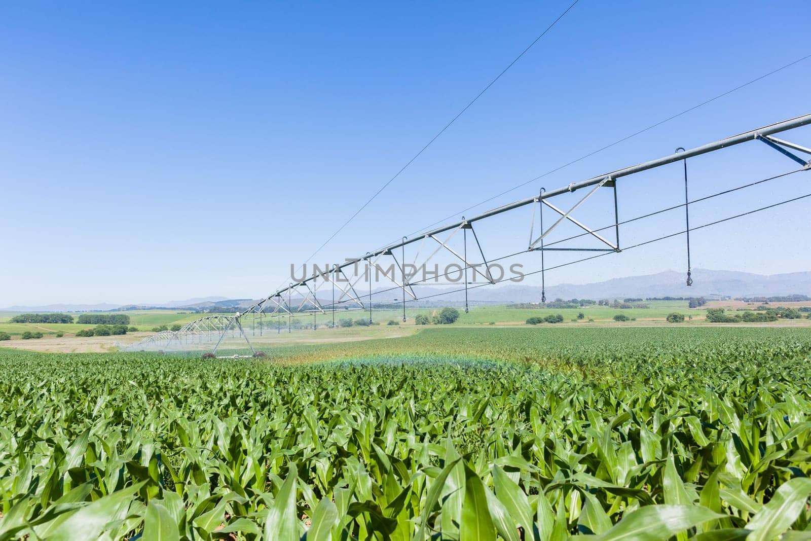 Maize corn field young food crops planted over summer farming landscape