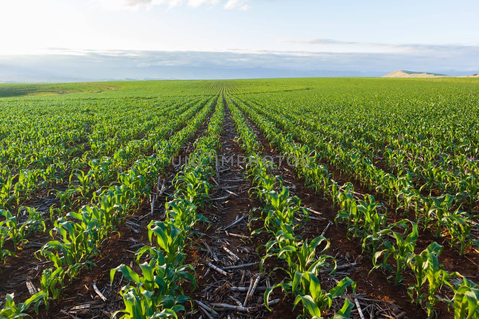 Maize corn field young food crops planted over summer farming landscape