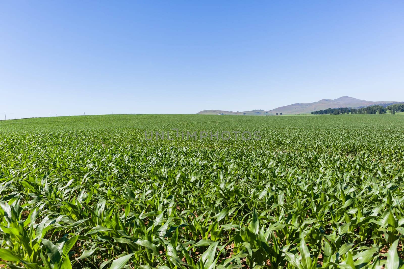 Maize corn field young food crops planted over summer farming landscape