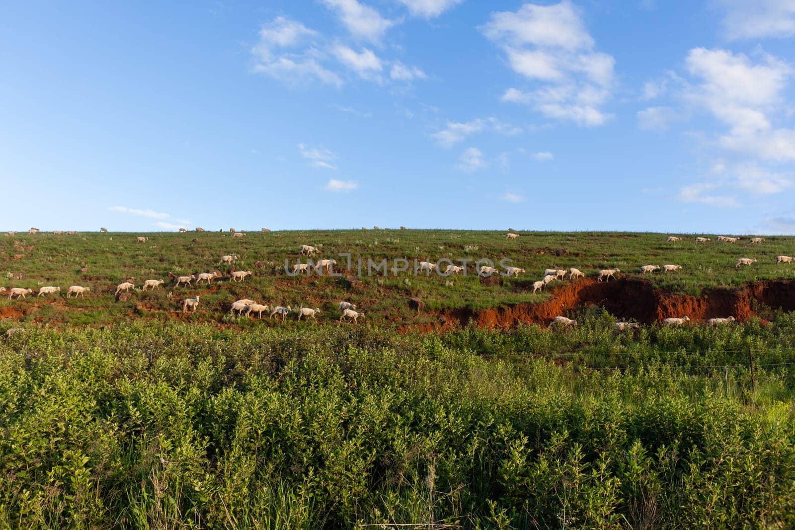 Sheep herd of farming animals late afternoon  mountains summer landscape.