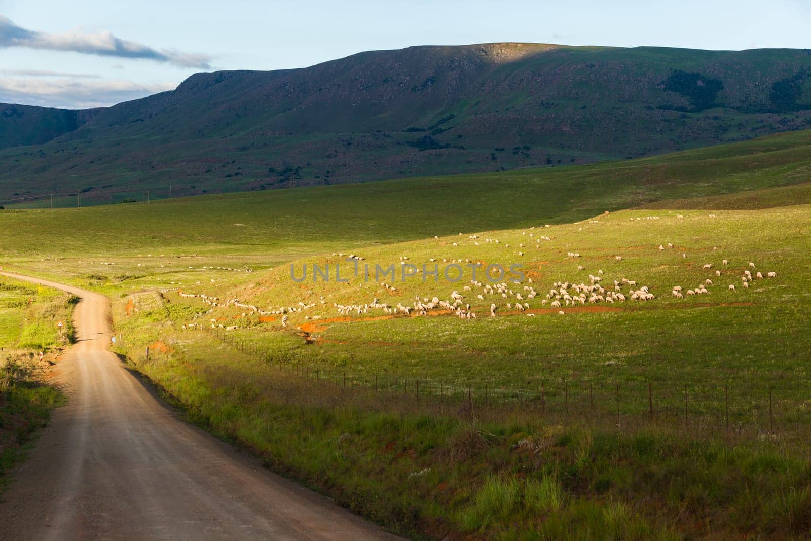 Sheep herd of farming animals late afternoon  mountains summer landscape.