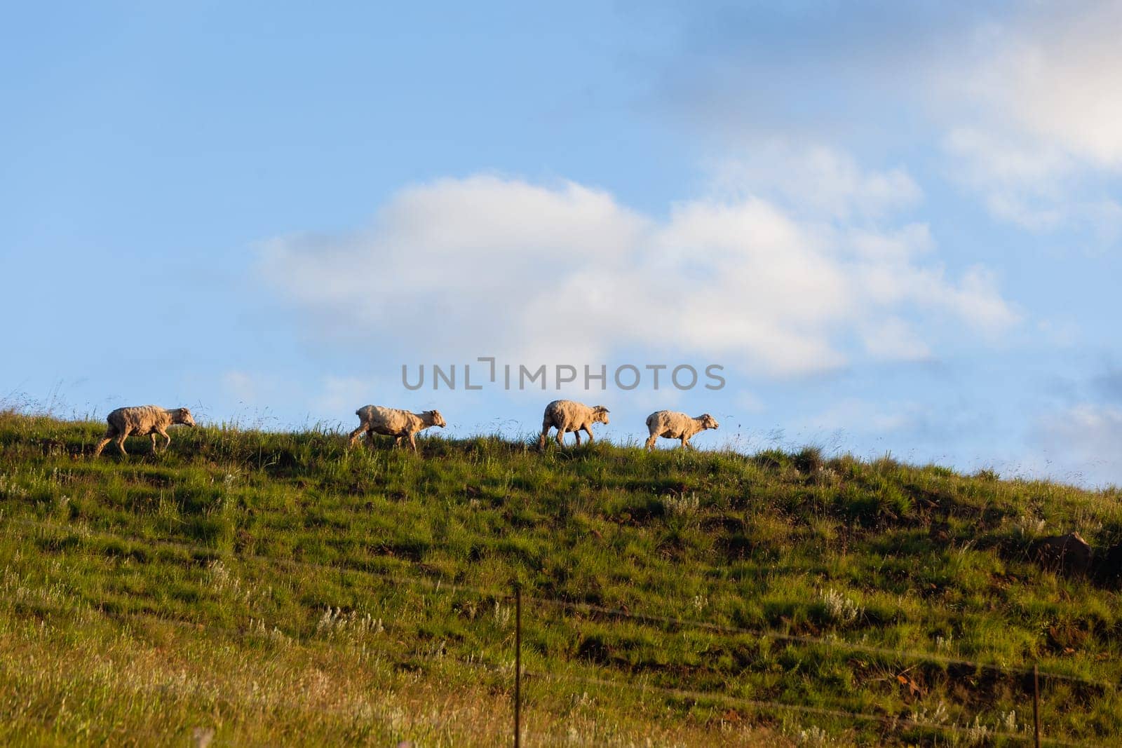 Sheep herd of farming animals late afternoon  mountains summer landscape.