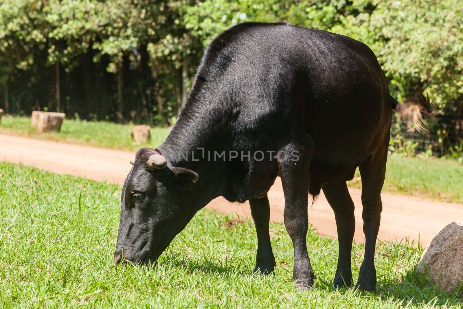 Cattle cattle cows  closeup grazing summer countryside free range.