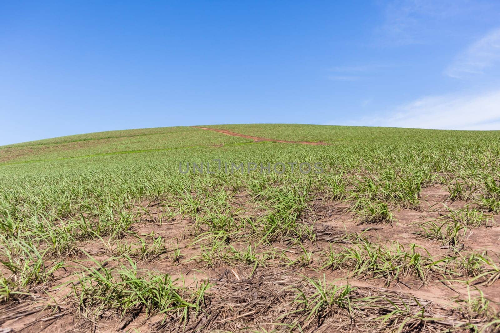 Hillside farming crops dirt path summer blue scenic landscape.