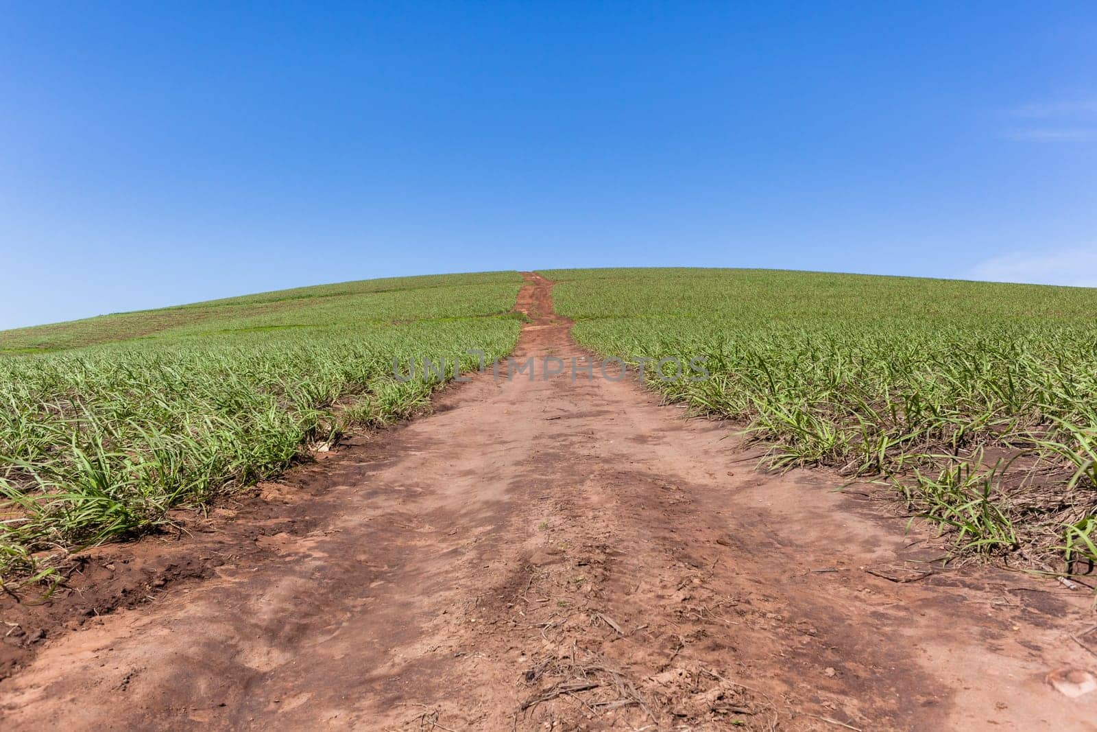 Hillside farming crops dirt path summer blue scenic landscape.
