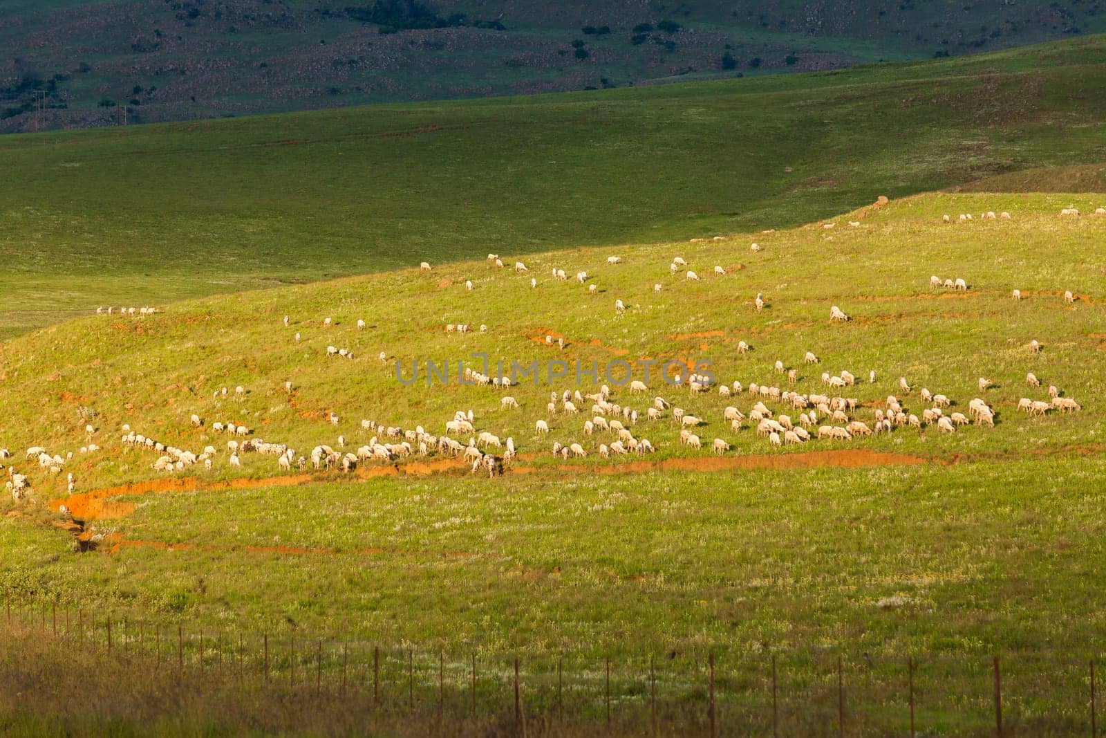 Sheep herd of farming animals late afternoon  mountains summer landscape.