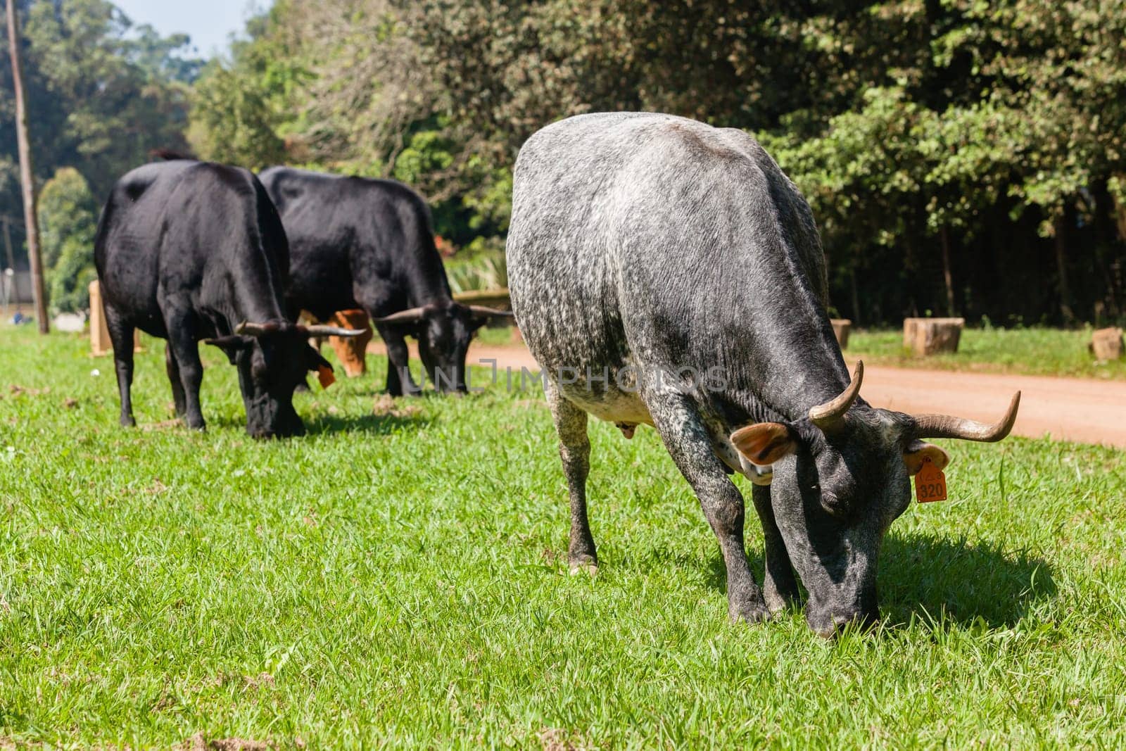 Cattle cattle cows  closeup grazing summer countryside free range.