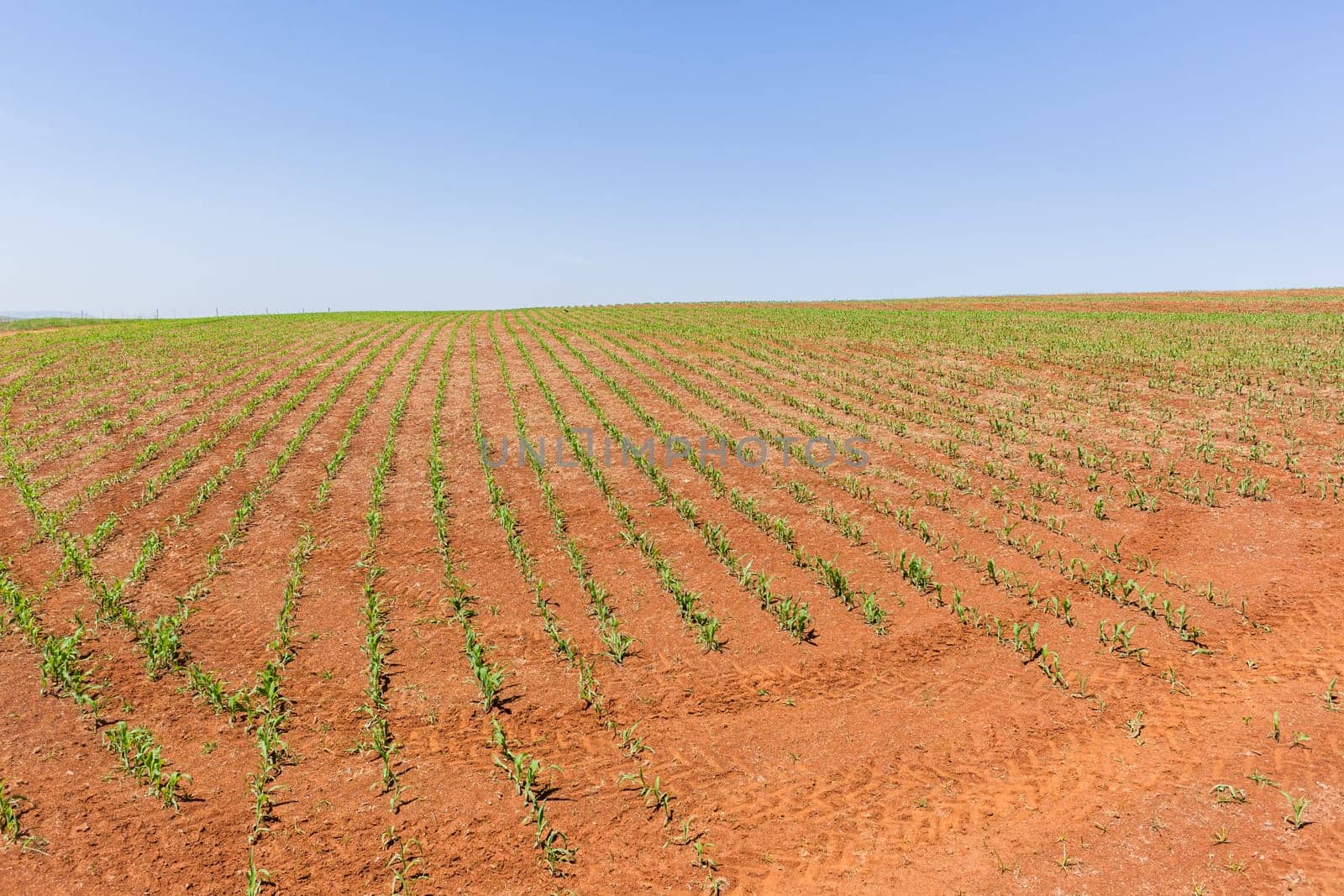Farming young food crops of maize corn planted with water sprinklers summer field landscape.