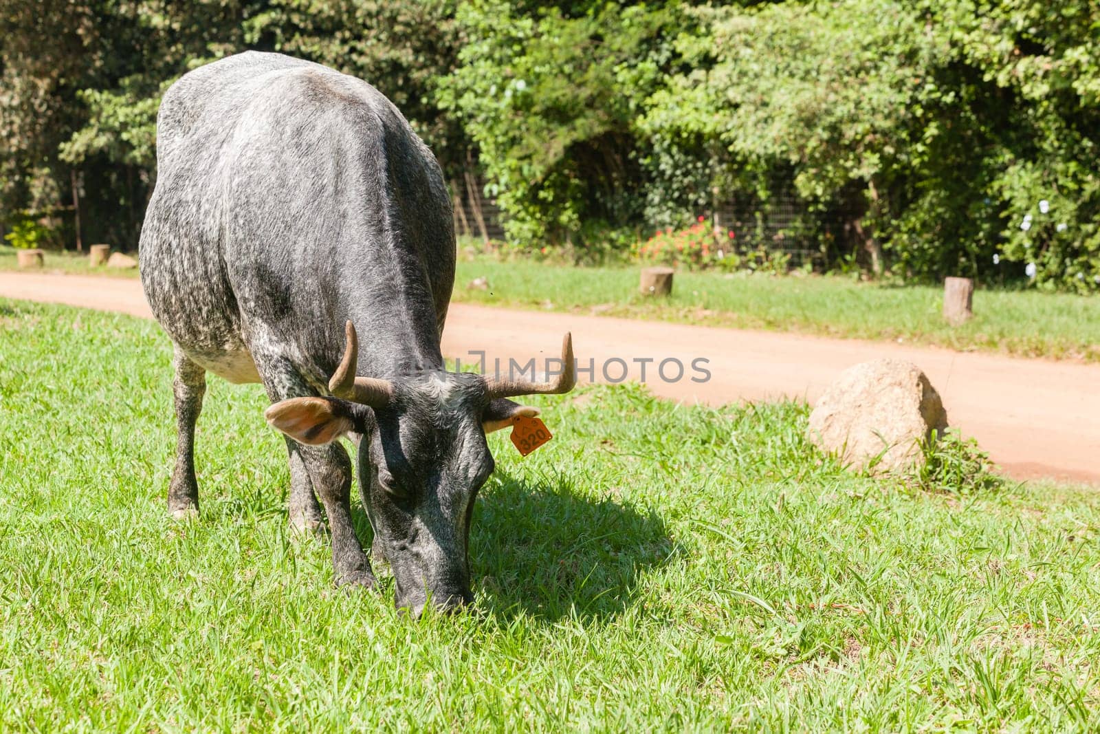 Cattle cattle cows  closeup grazing summer countryside free range.