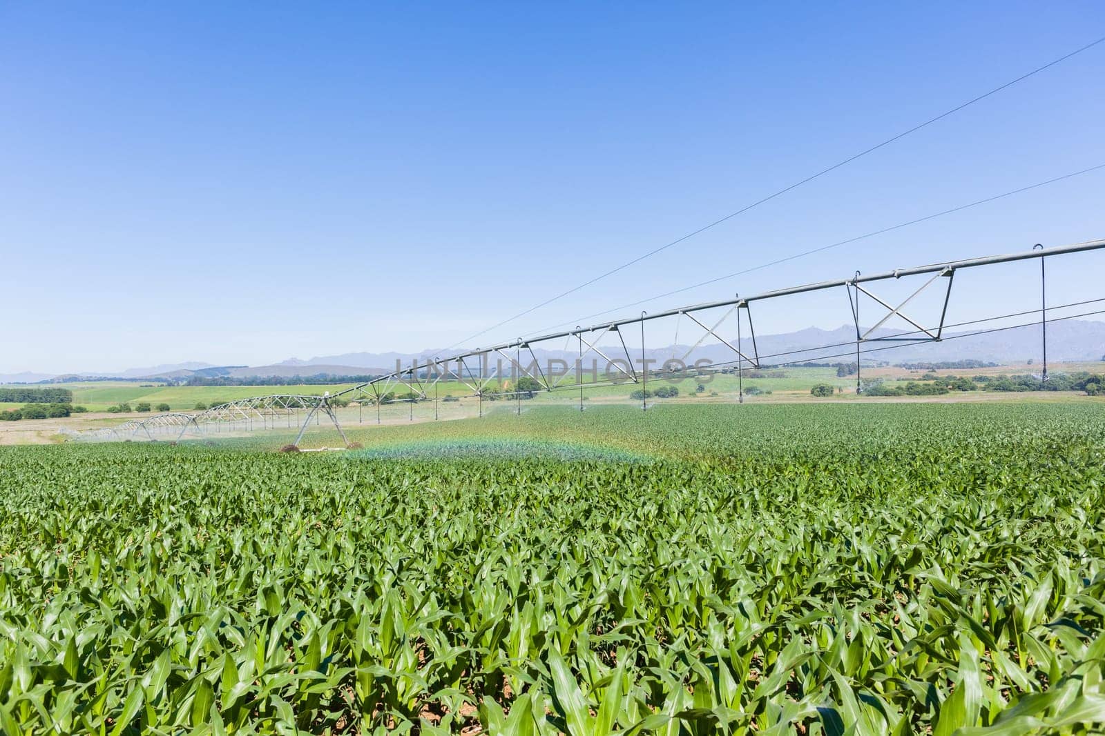 Maize corn field young food crops planted over summer farming landscape