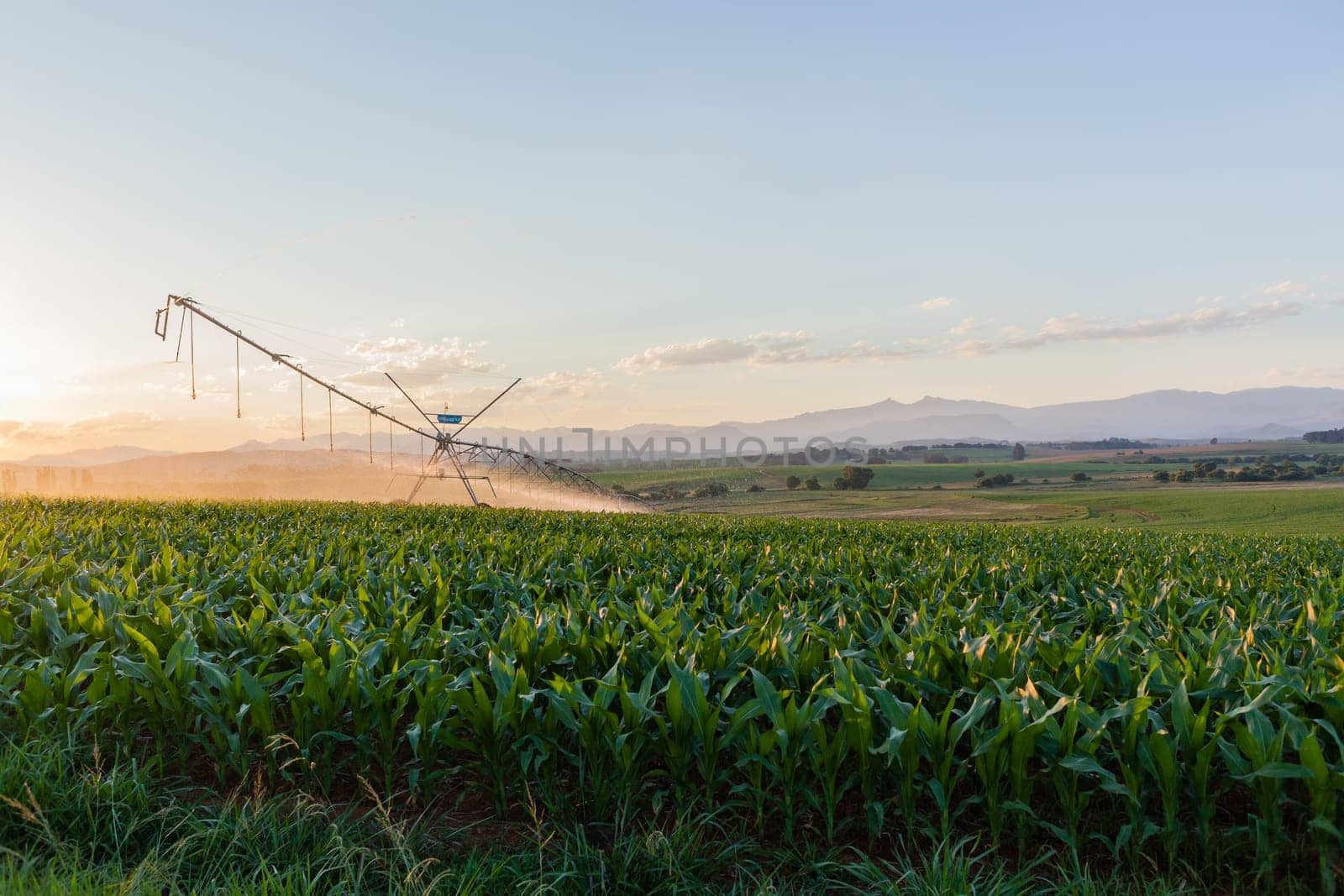 Farming young food crops of maize corn planted with water sprinklers summer field landscape.
