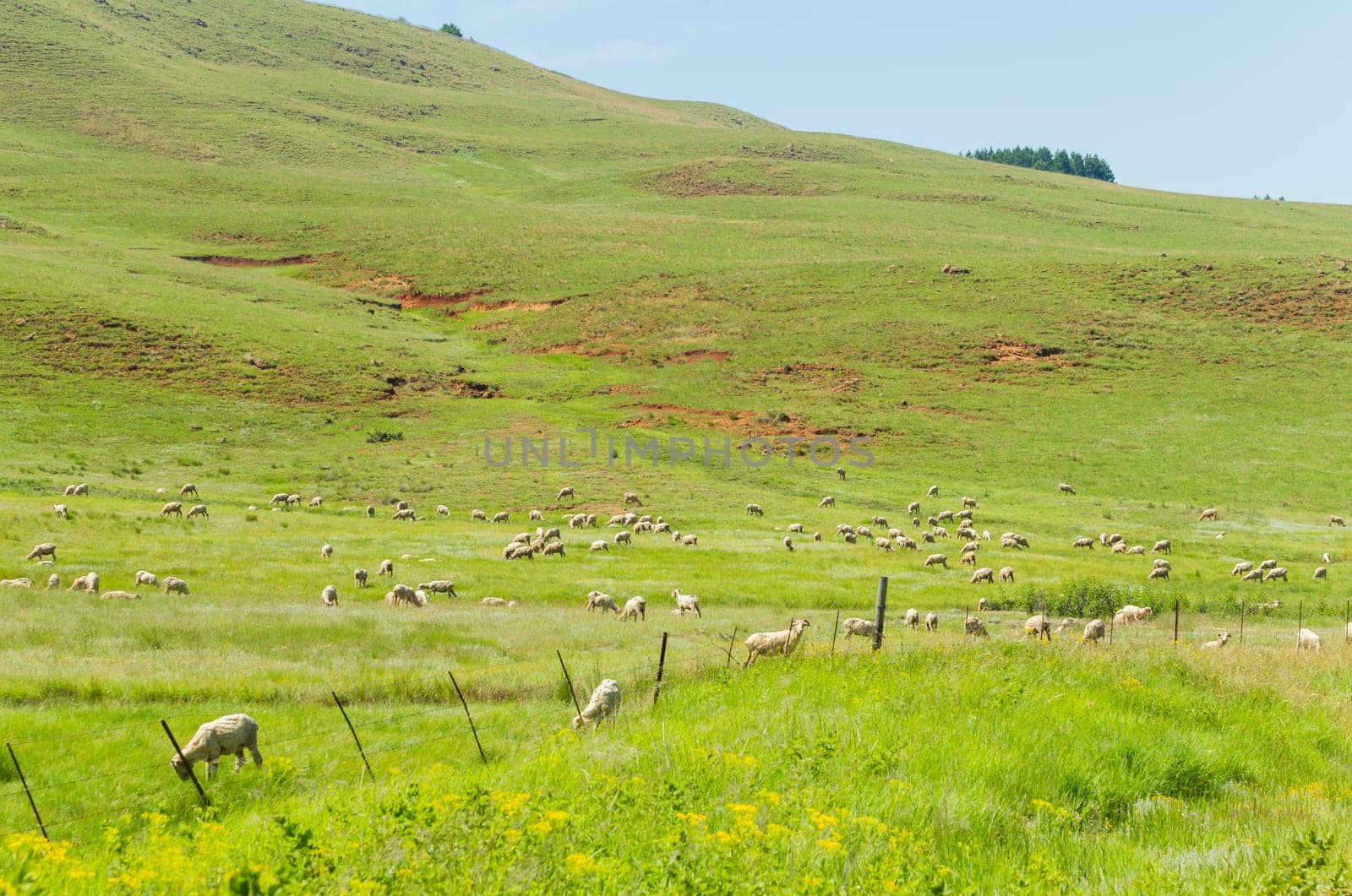 Sheep herd of farming animals late afternoon  mountains summer landscape.