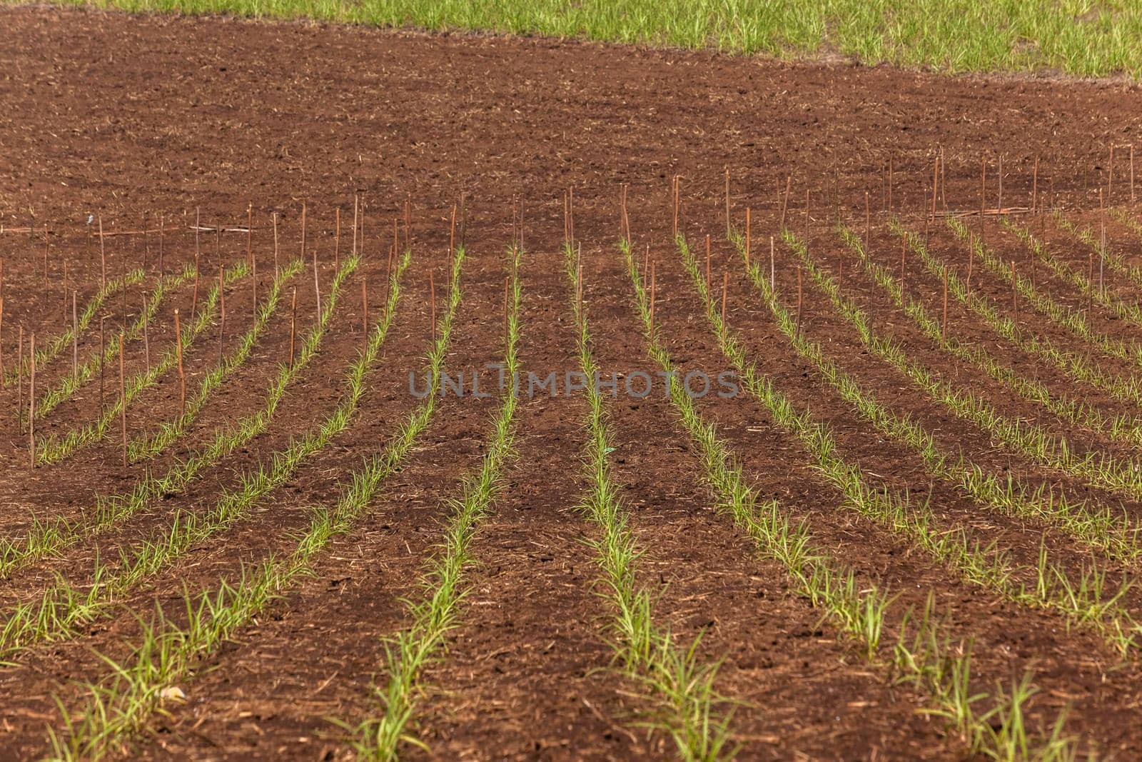 Hillside farming crops dirt path summer blue scenic landscape.