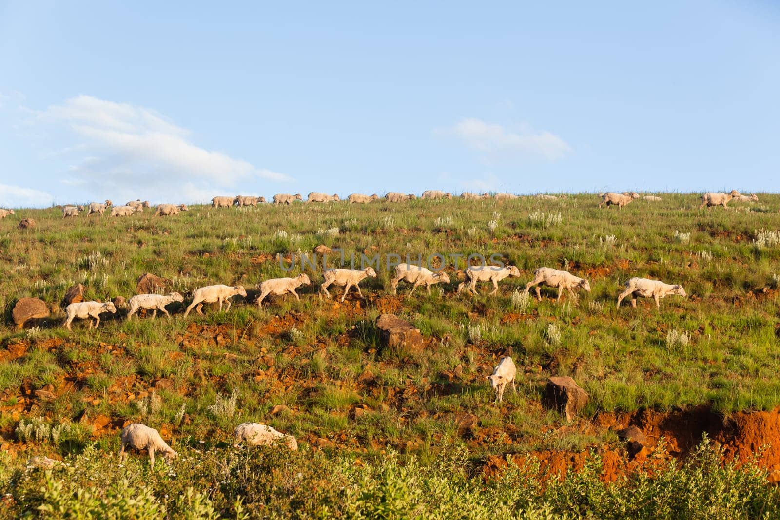 Sheep herd of farming animals late afternoon  mountains summer landscape.