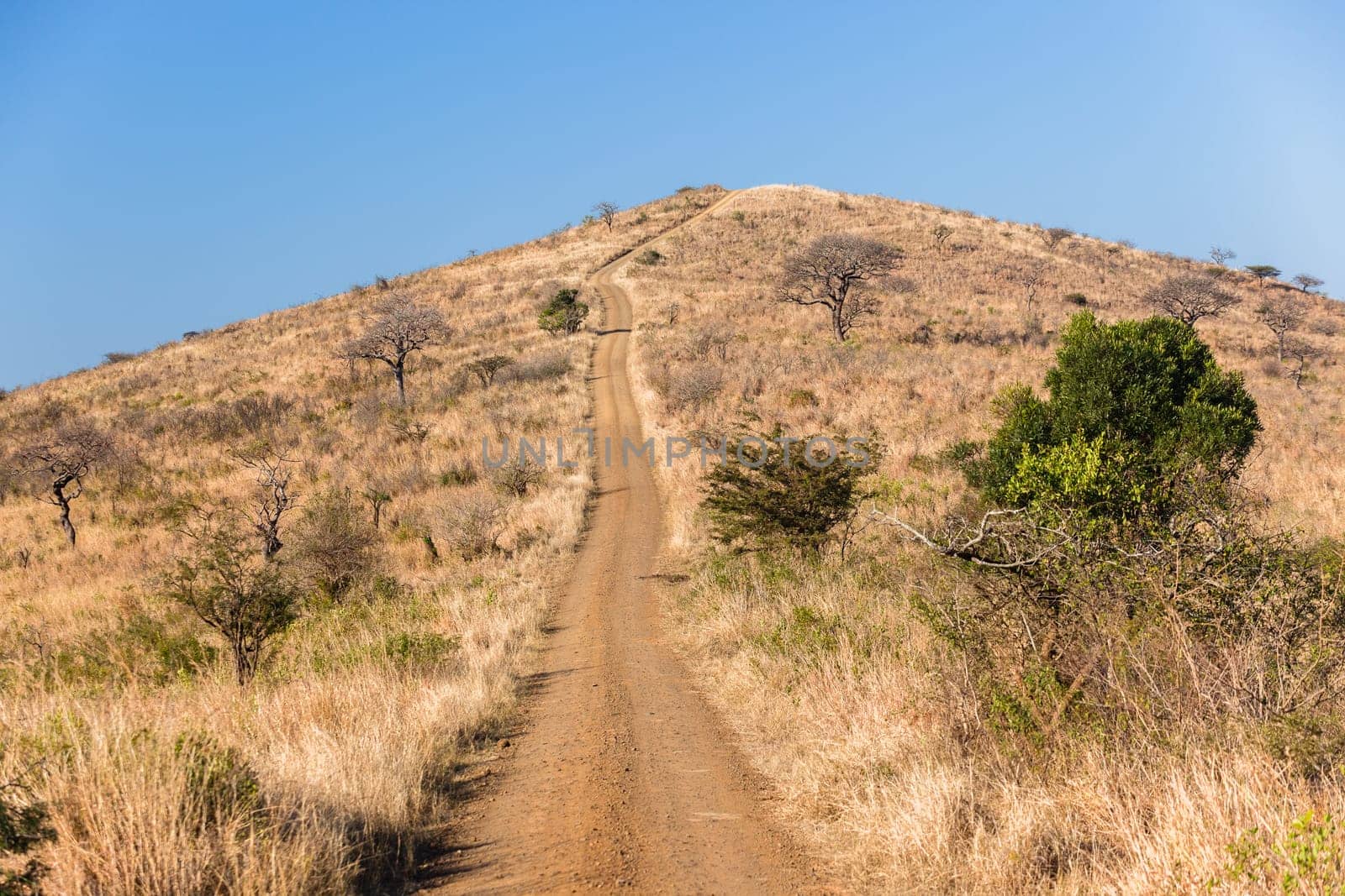Dirt road up steep route in wilderness wildlife terrain hill climb landscape