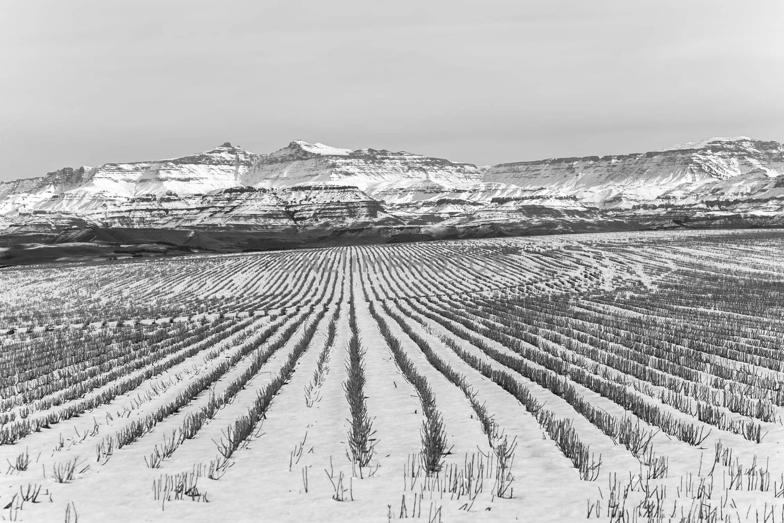 Winter snow covers farm field harvested crop maize corn stubs in winter mountain landscape contrasts in black and white photo.