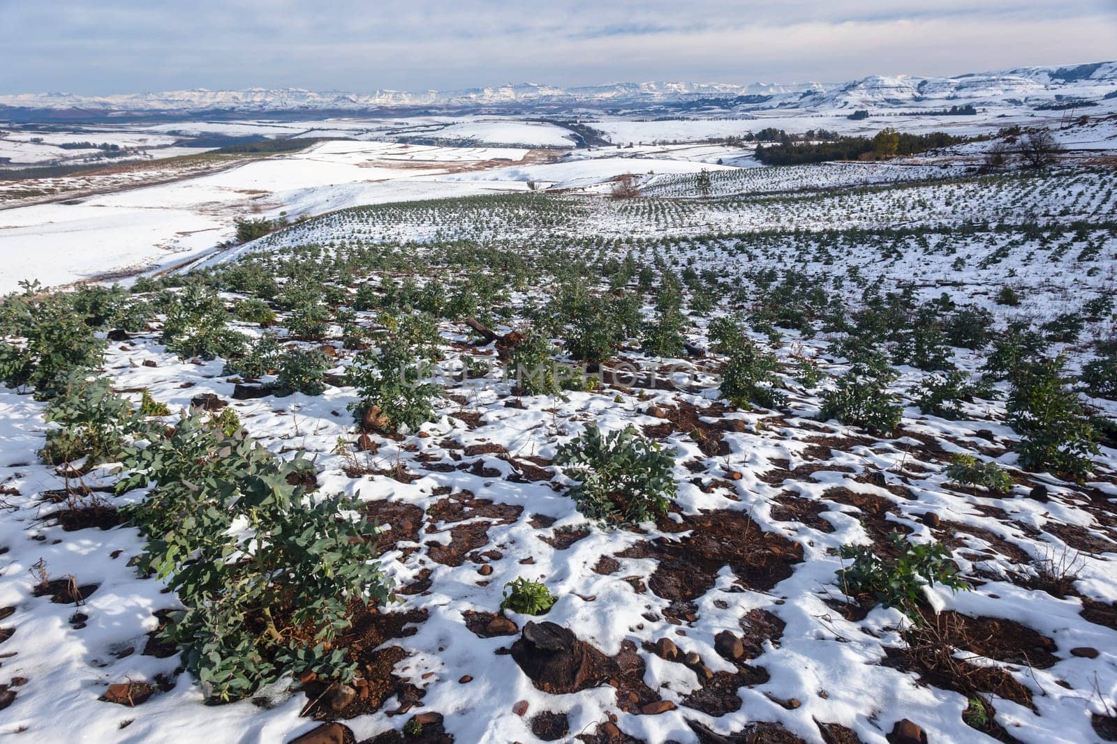 Mountains Snow covers young trees closeup photo of planted forests overlooking scenic winter landscape.