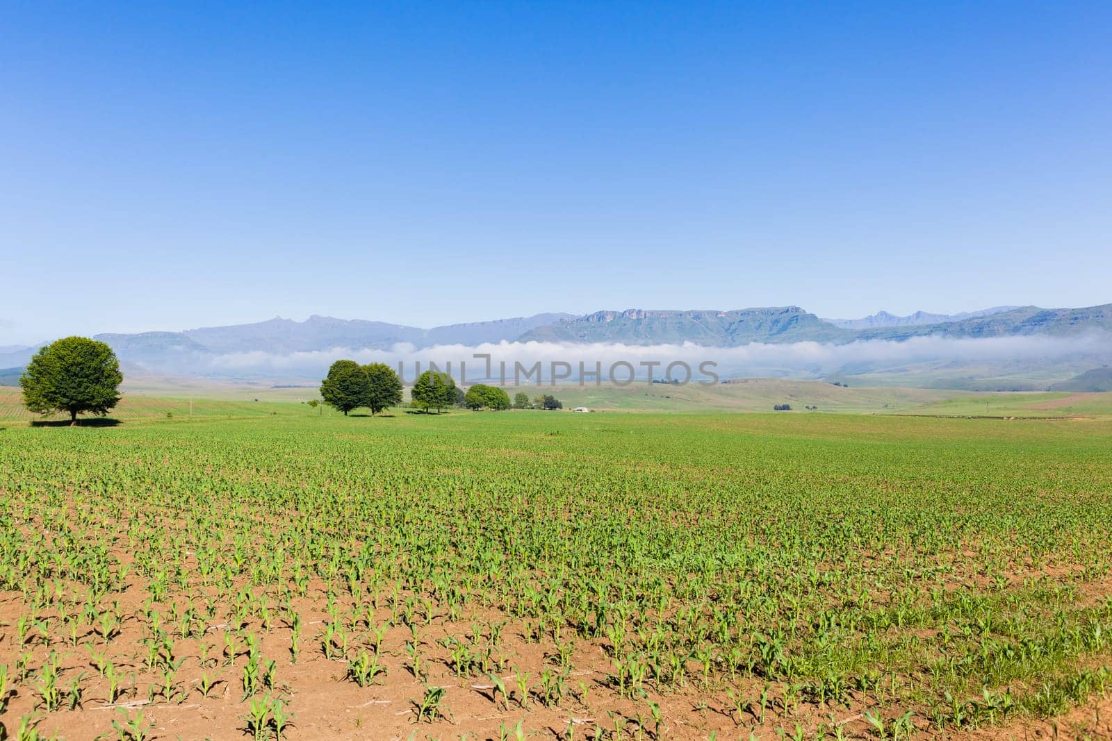 Farmlands young maize corn food crops over scenic mountain summer blue landscape