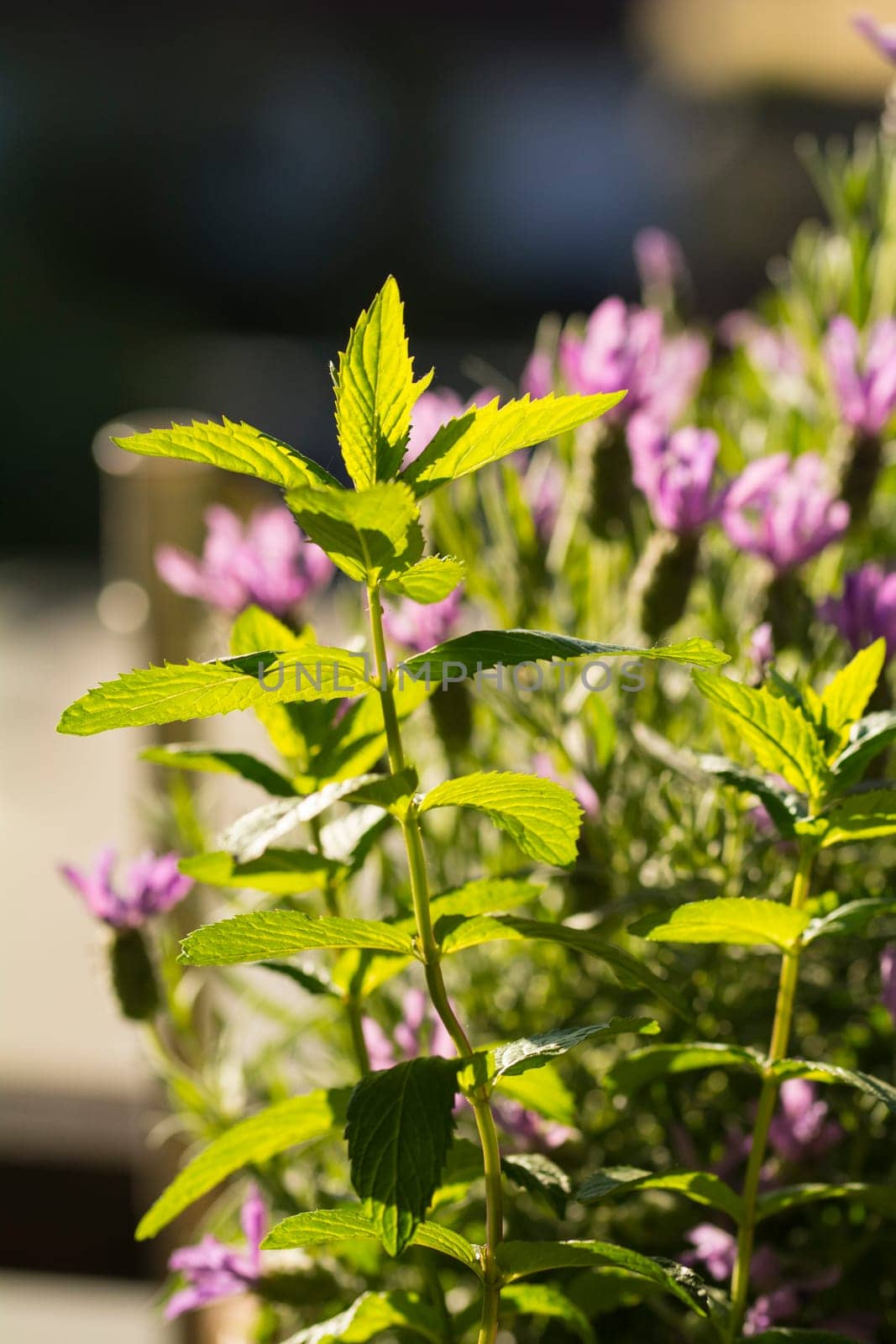 peppermint in garden