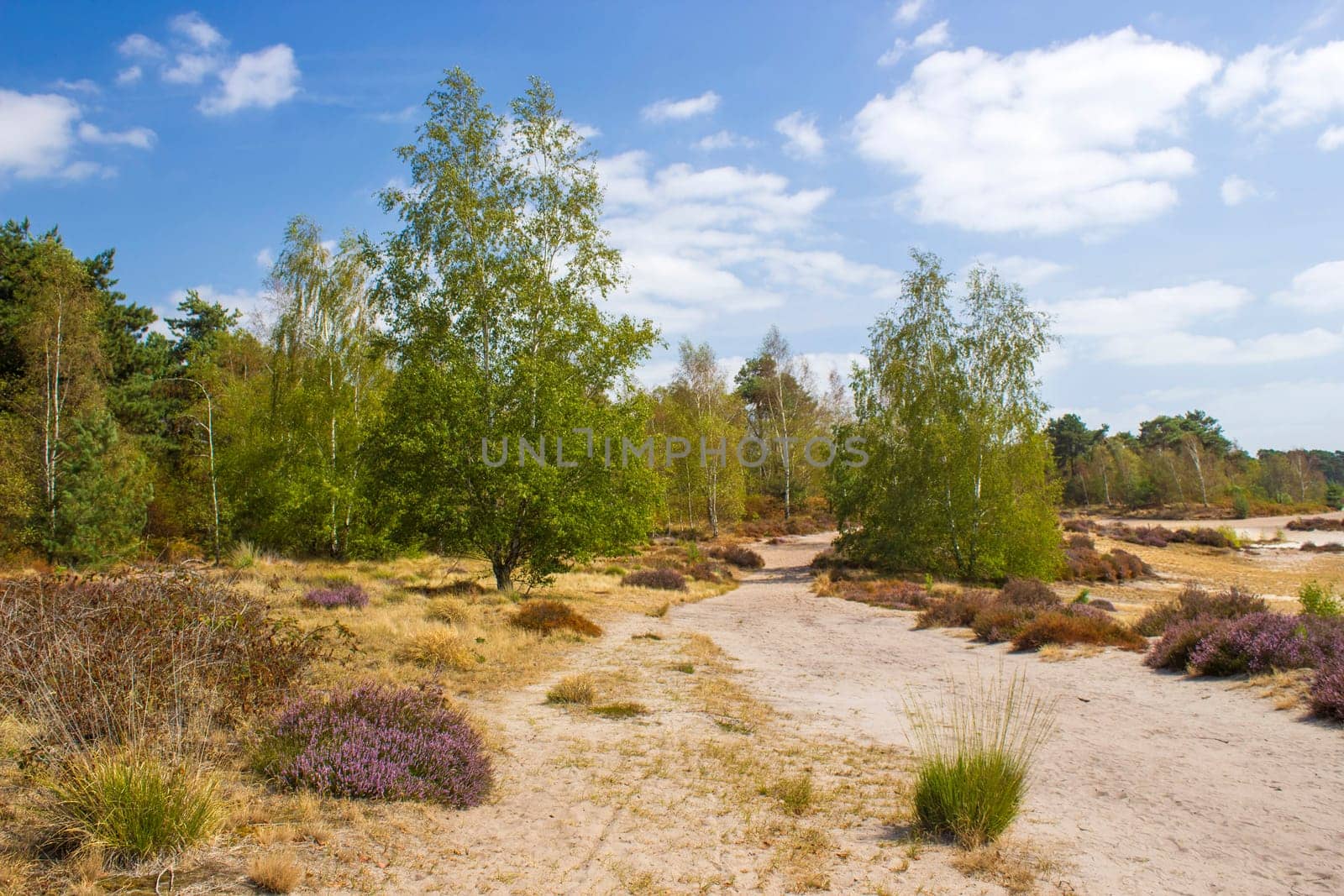 Heathland in National Park Maasduinen in the Netherlands