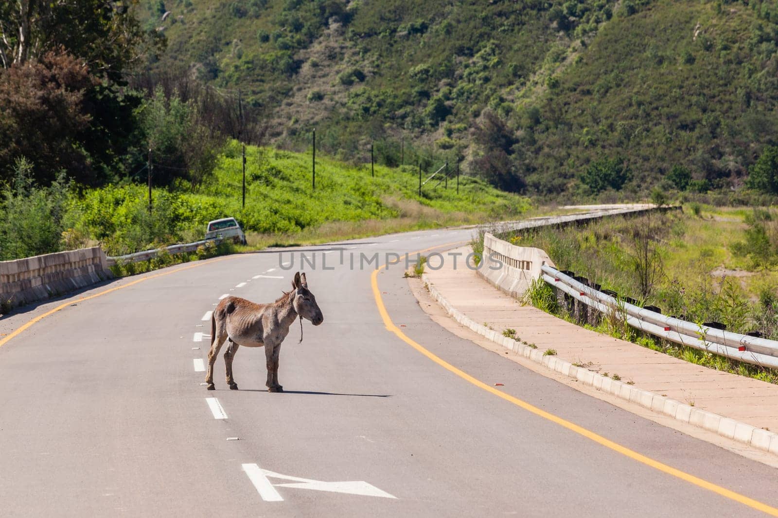 Donkey with new born ass animal outdoor fields farmlands scenic summer mountains landscape.