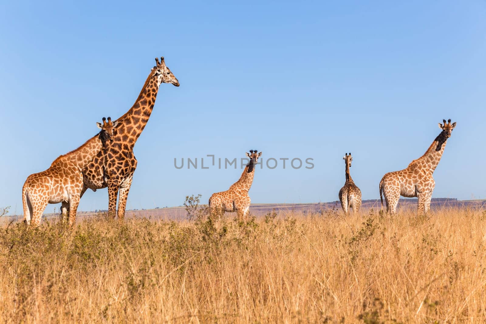 Wildlife animals giraffes on park reserve plateau in morning blue sky.