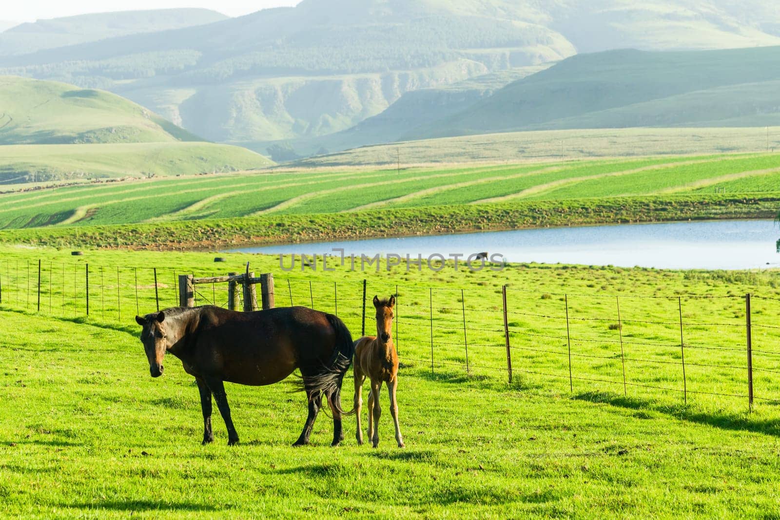 Horses new born foal outdoor fields farmlands scenic summer mountains landscape.