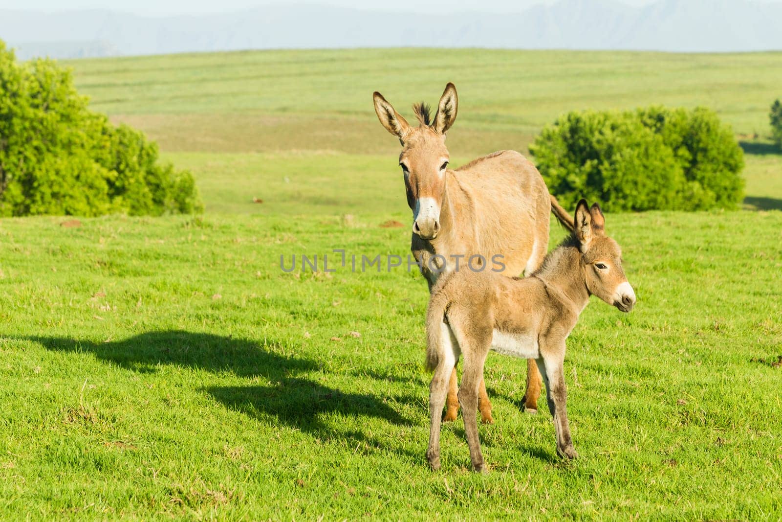 Donkey with new born ass animal outdoor fields farmlands scenic summer mountains landscape.
