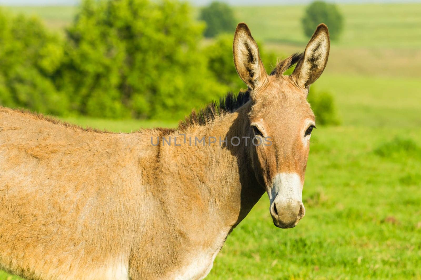 Donkey with new born ass animal outdoor fields farmlands scenic summer mountains landscape.