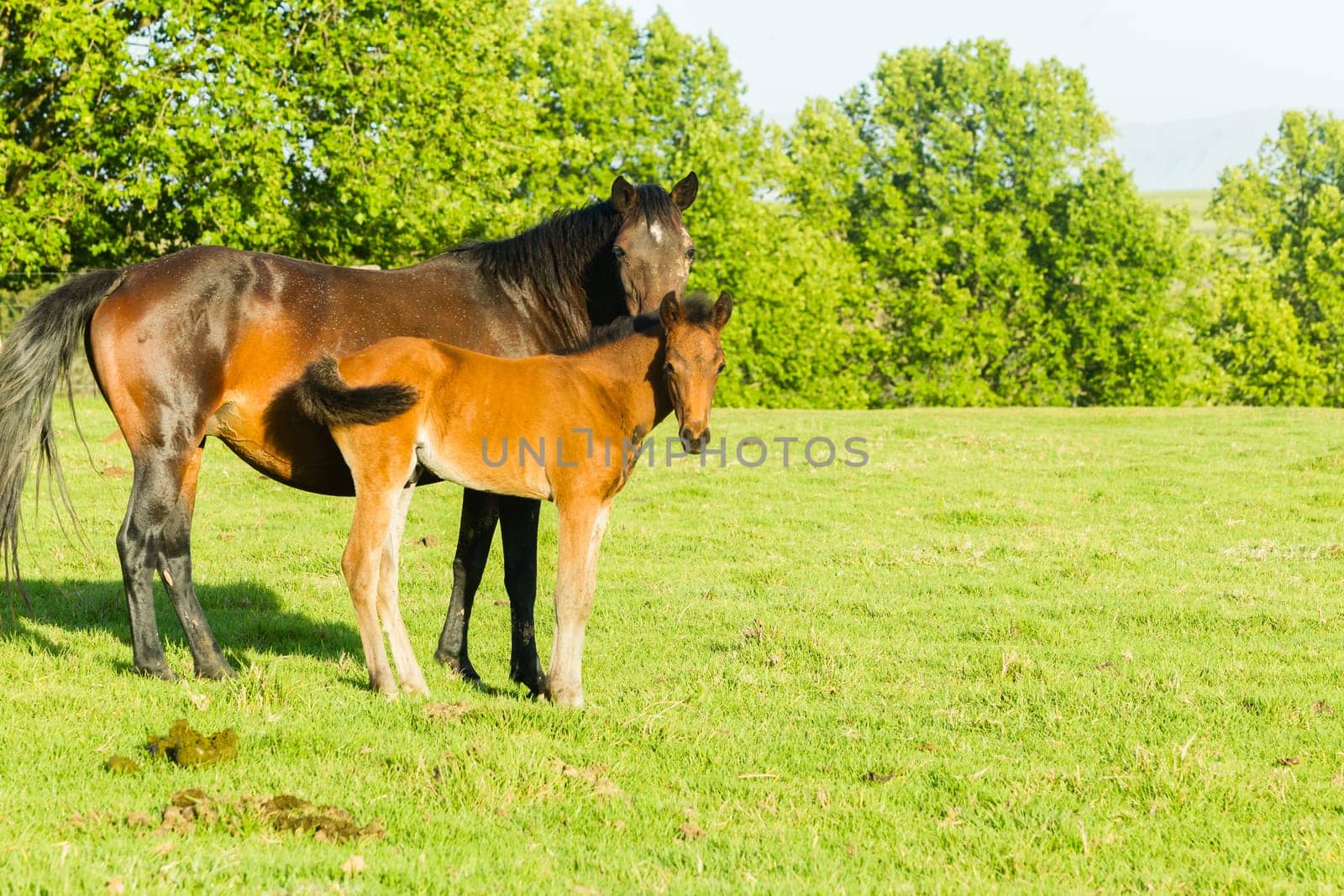 Horses new born foal outdoor fields farmlands scenic summer mountains landscape.