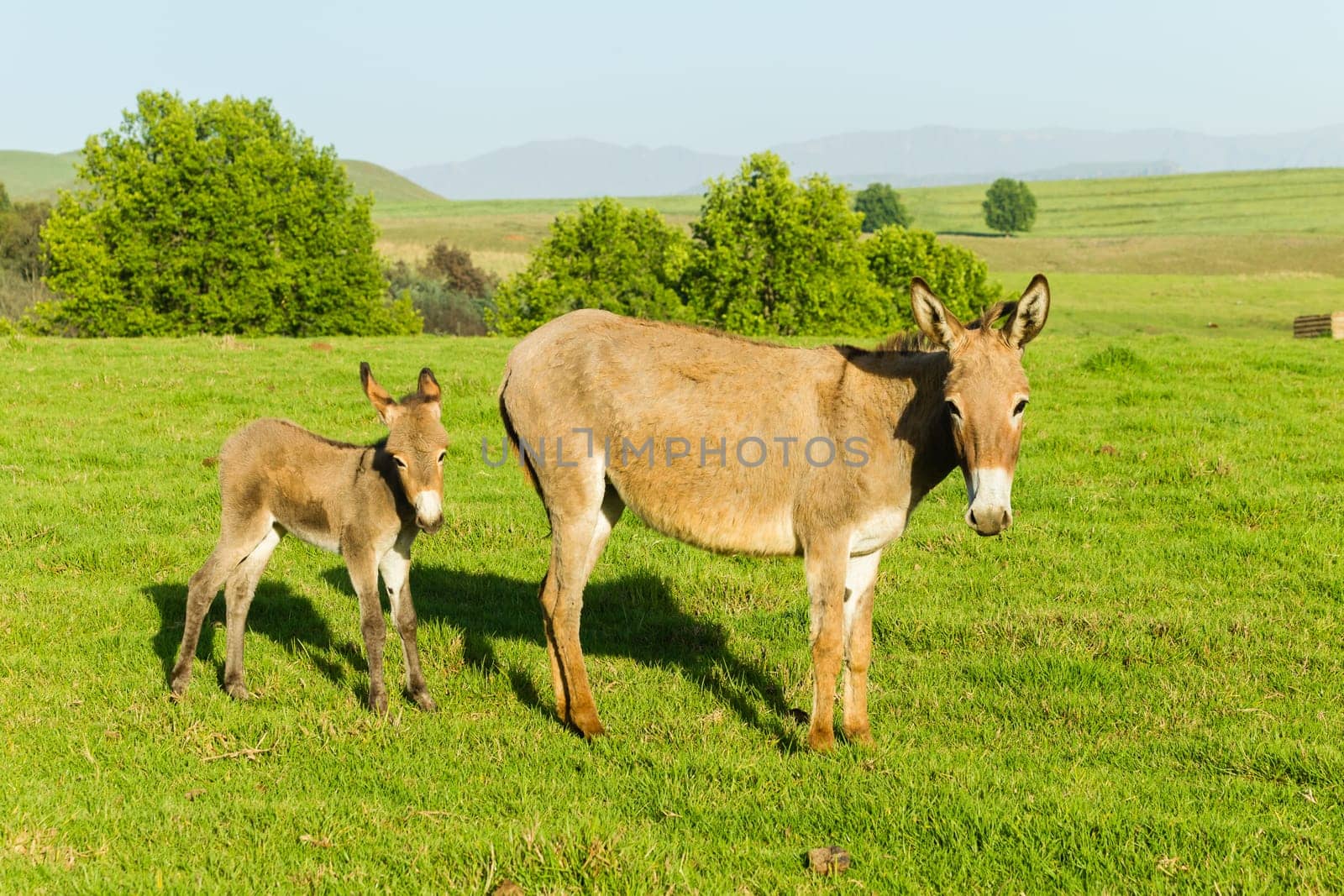 Donkey mare with new born ass  foal farmlands scenic summer mountains landscape.