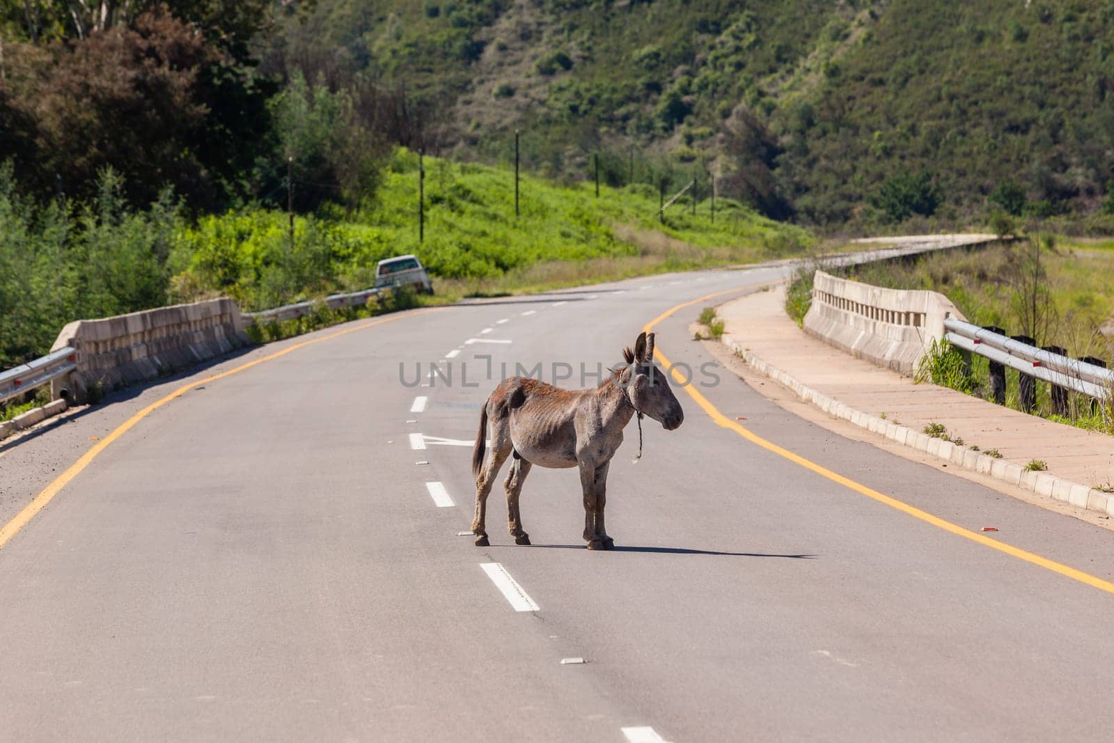 Donkey with new born ass animal outdoor fields farmlands scenic summer mountains landscape.