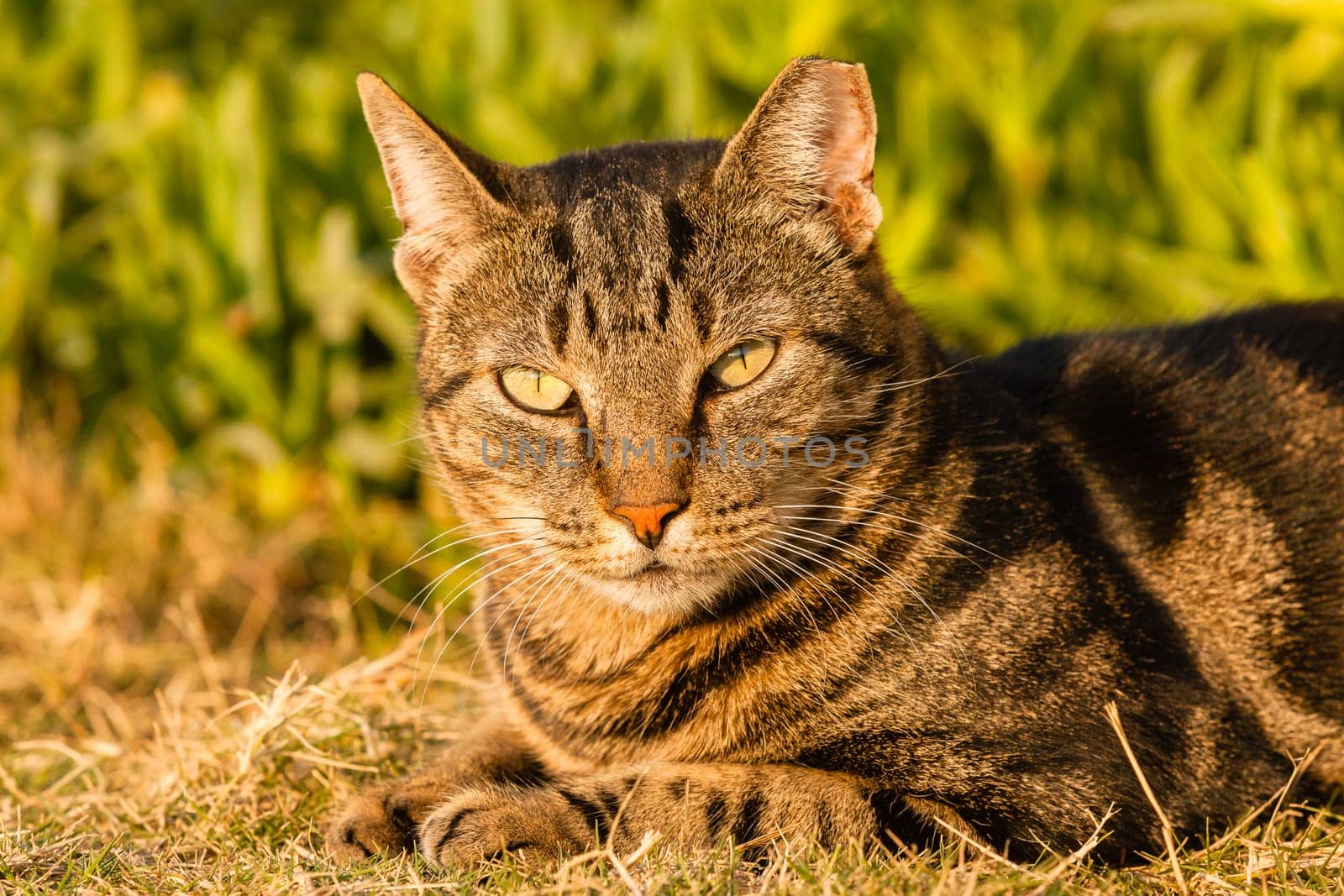 Cat animal head eyes closeup sun warming outdoors.