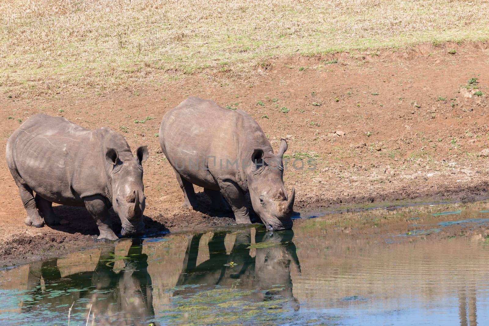 Wildlife safari reserve park morning rhino wildlife animals drinking at waterhole morning mirror reflections closeup photo.
