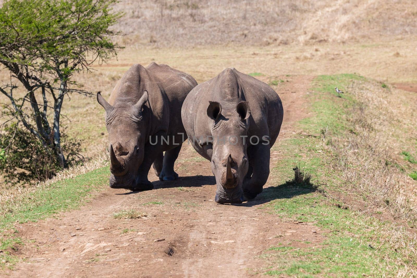 Wildlife safari reserve park morning rhino wildlife animals drinking at waterhole morning mirror reflections closeup photo.