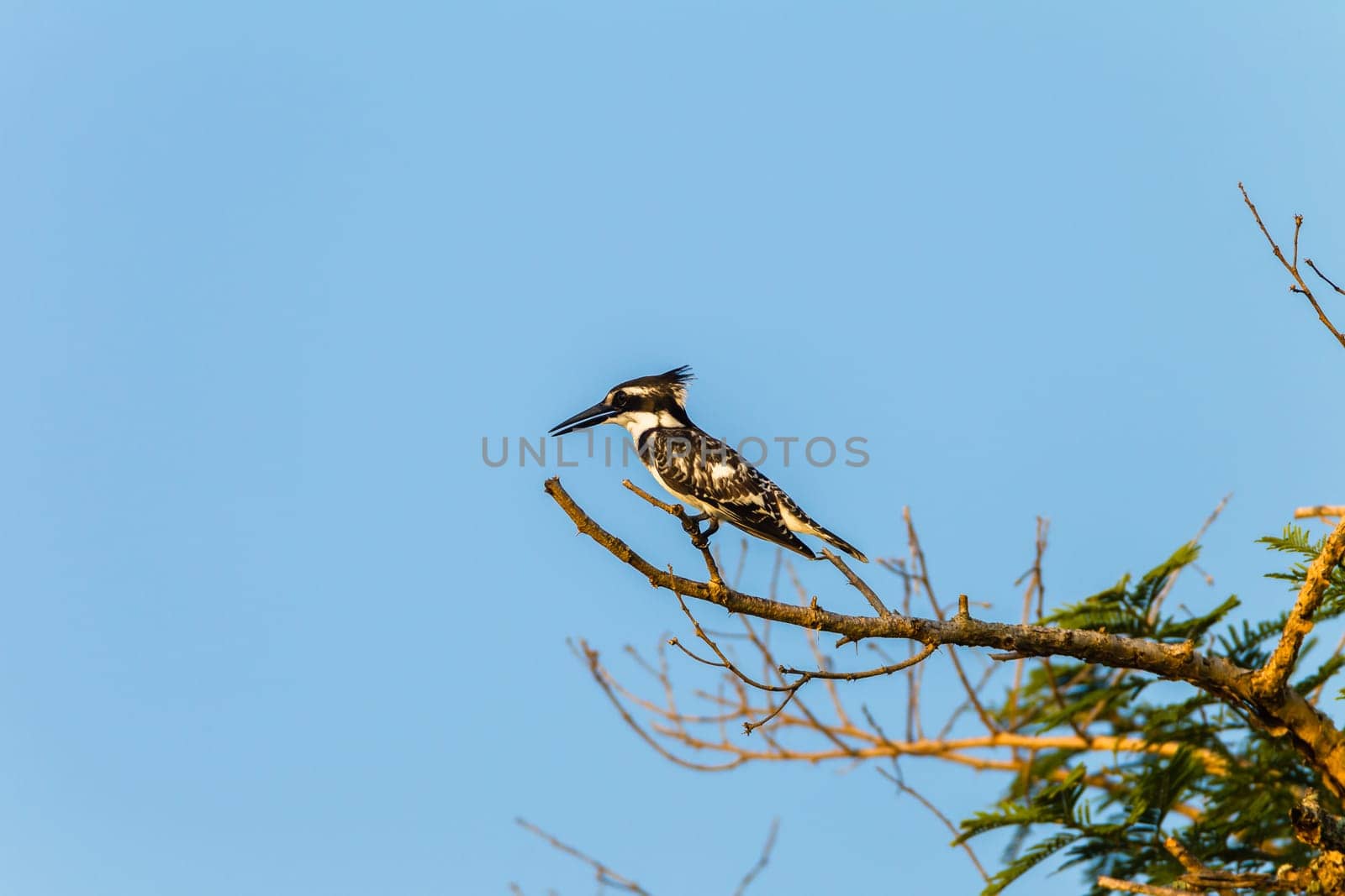 Bird pied kingfisher species in wetland habitat on tree brach.