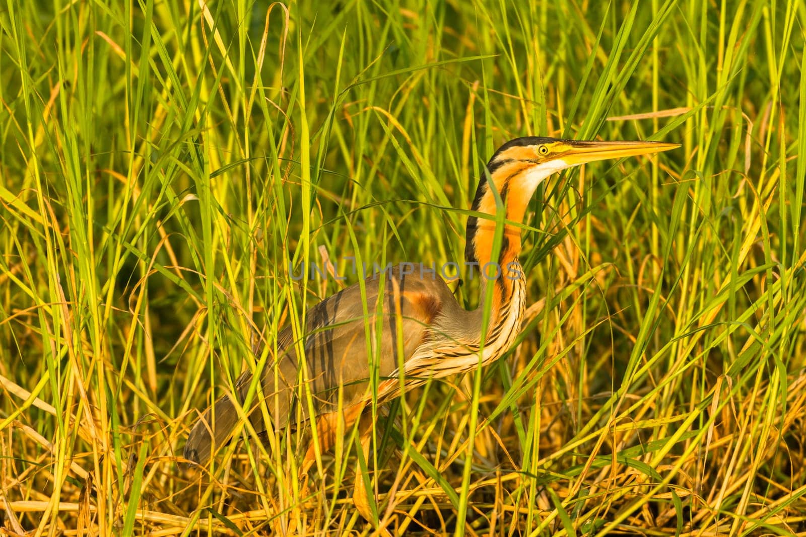Bird purple heron head beak closeup  green reeds fishing waters.