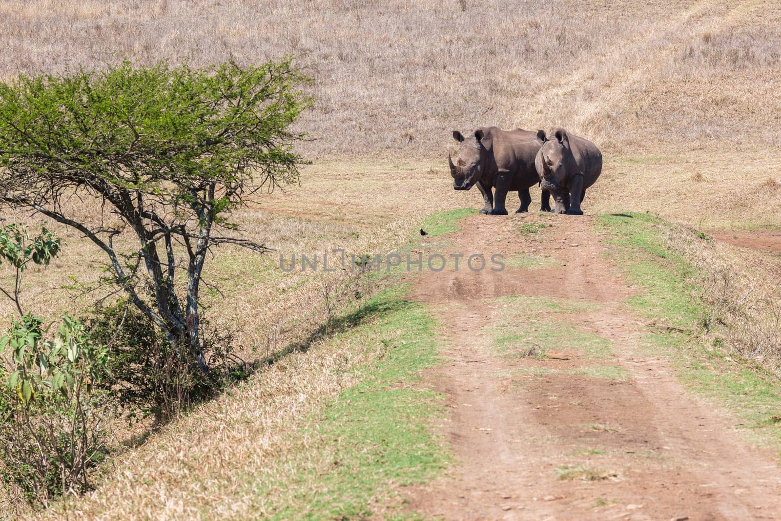 Wildlife safari reserve park morning rhino wildlife animals drinking at waterhole morning mirror reflections closeup photo.