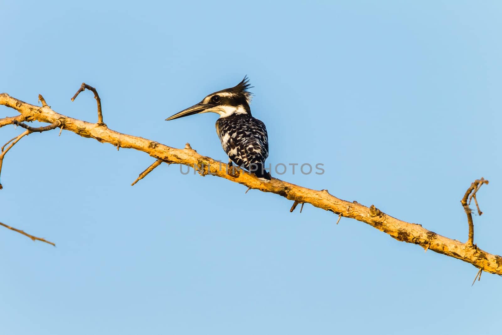 Bird pied kingfisher species in wetland habitat on tree brach.