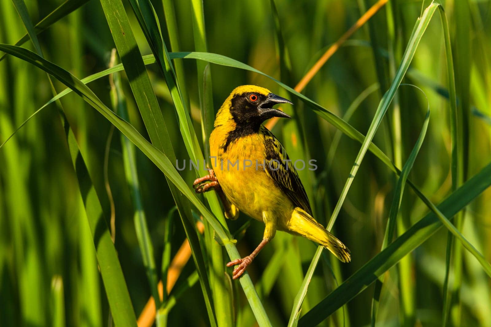 Bird weaver species  afternoon perch water reeds closeup nature photo..
