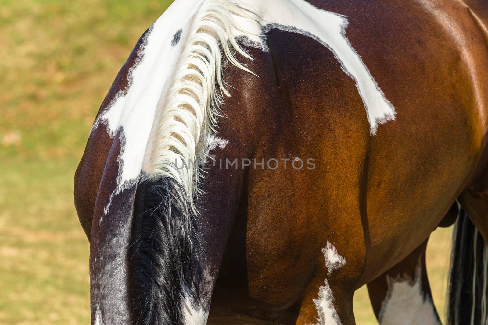 Horse equestrian show jumping animal closeup grooming.