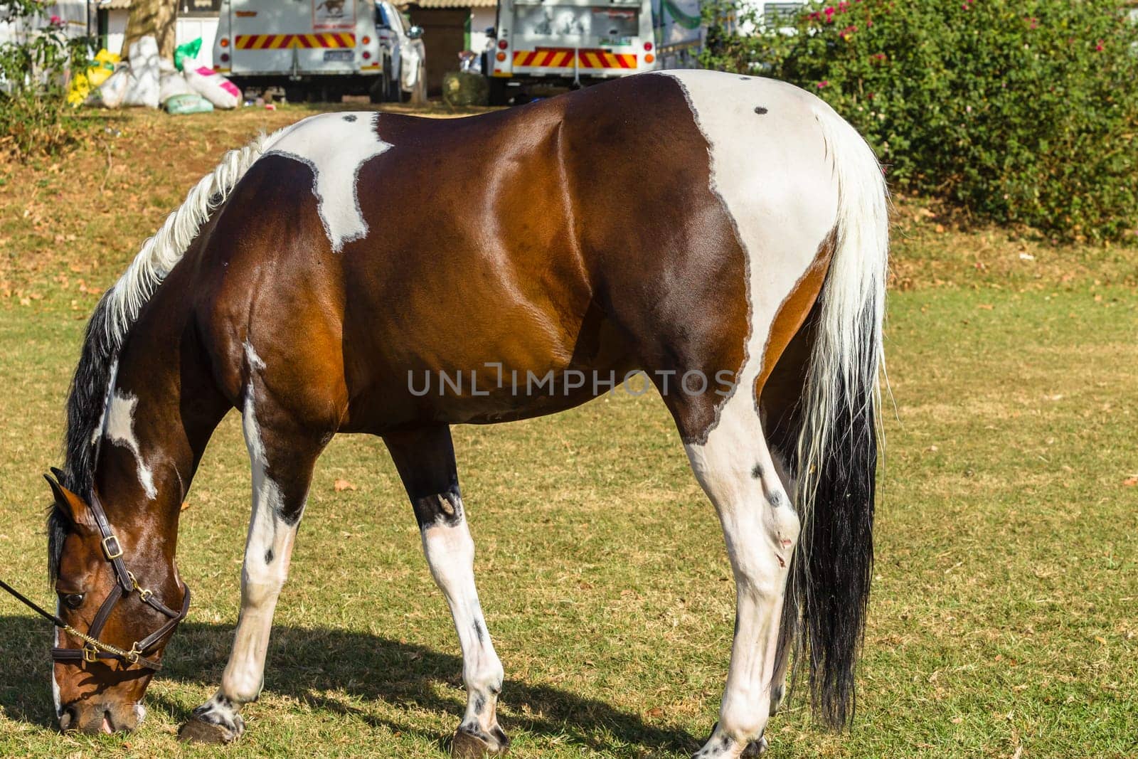 Horse equestrian show jumping animal closeup grooming.