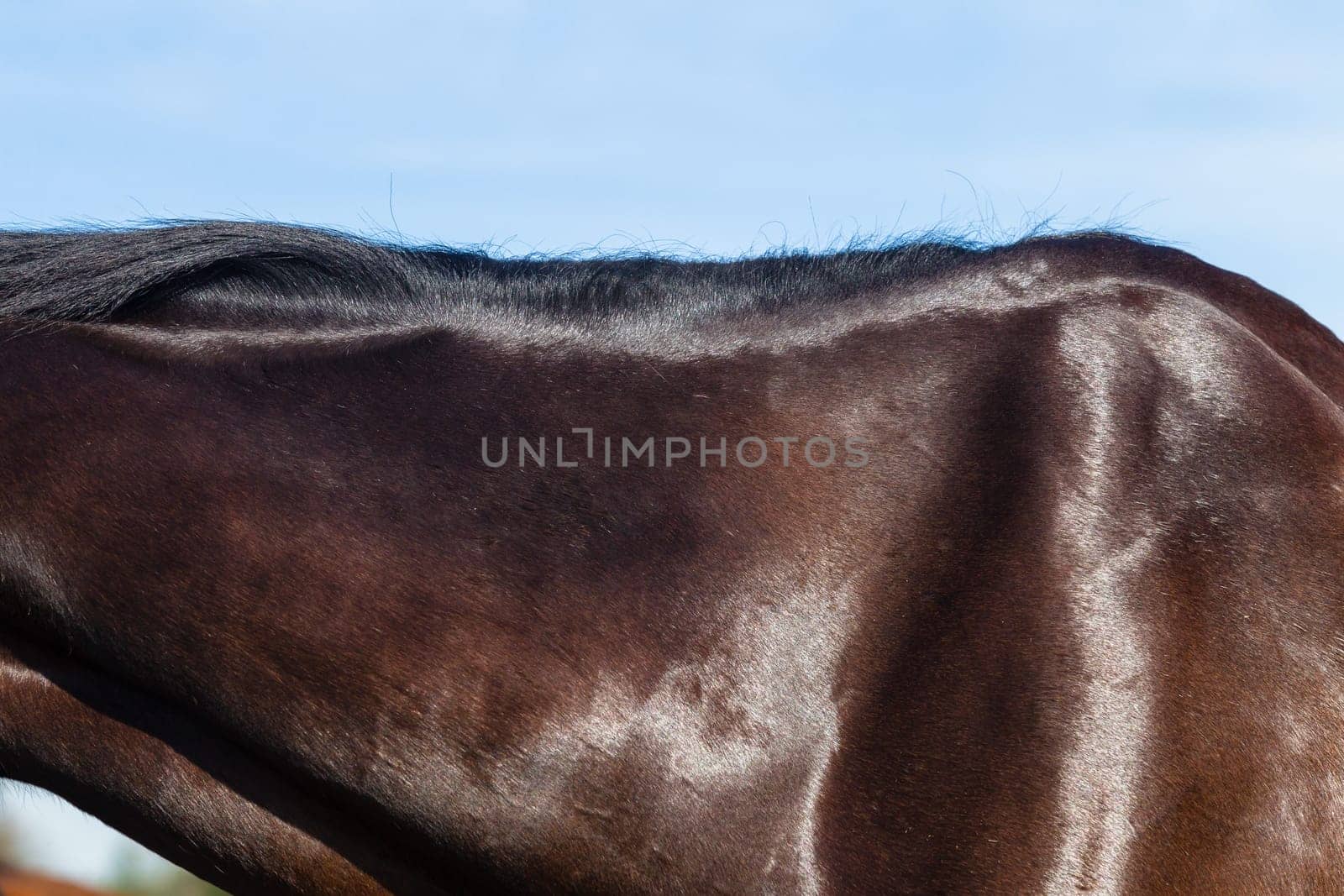 Horse equestrian show jumping animal closeup grooming.